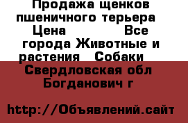 Продажа щенков пшеничного терьера › Цена ­ 30 000 - Все города Животные и растения » Собаки   . Свердловская обл.,Богданович г.